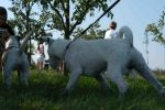 DSC_2384.JPG