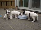 puppys24.jpg
