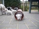 puppys25.jpg